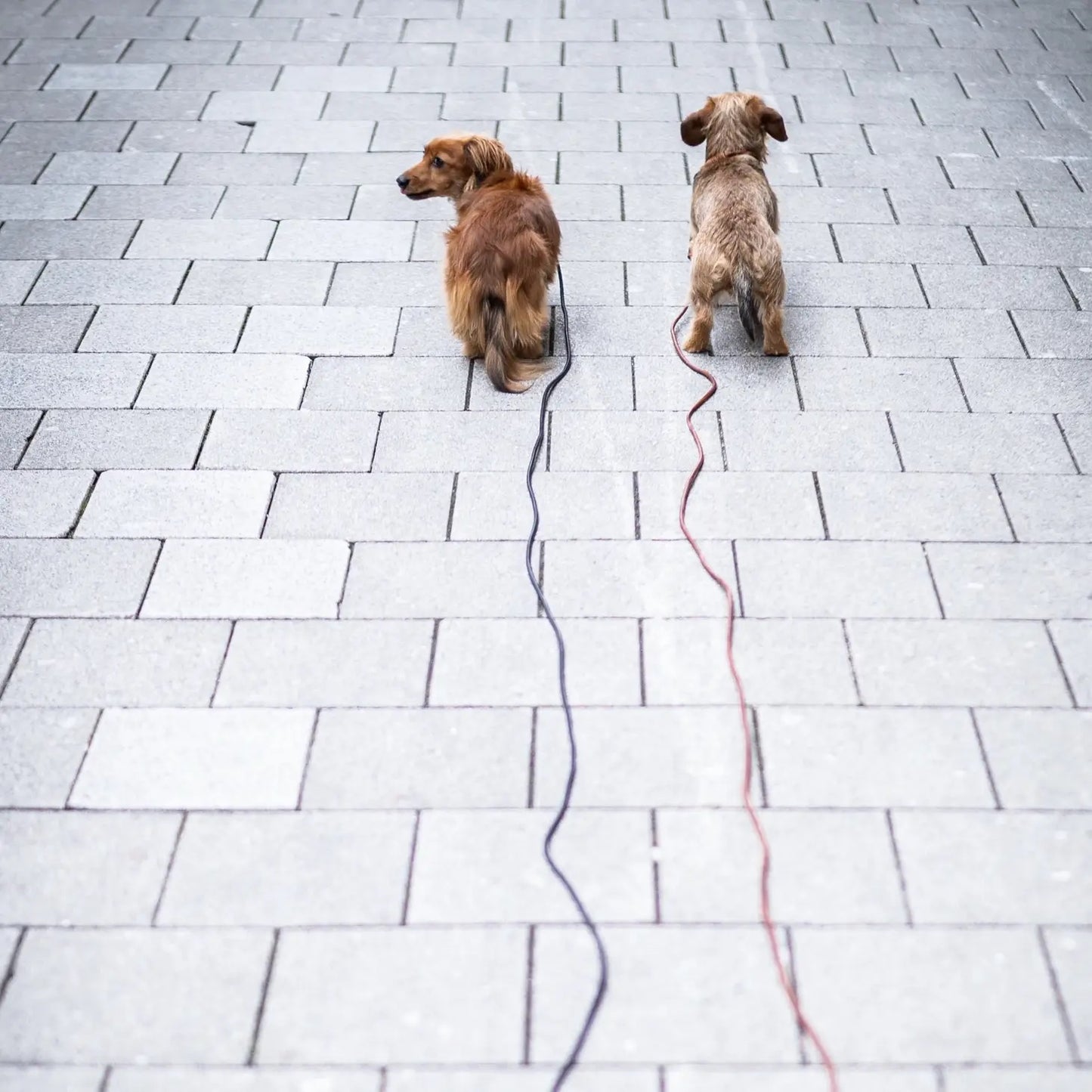 Handsfree Leather Leash from 9 Ft. Brown Leather